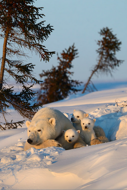 thelavishsociety:  Watching Day End by Nikolai Zinoviev