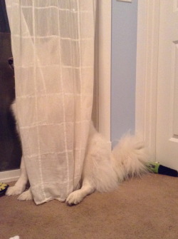 skookumthesamoyed:  Boo I’m an invisible ghost. Just kidding, it’s me, your dog Skookum! 