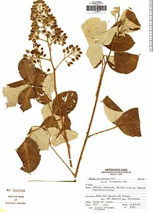 botanical-inspiration:  Neotropical Herbarium Specimens