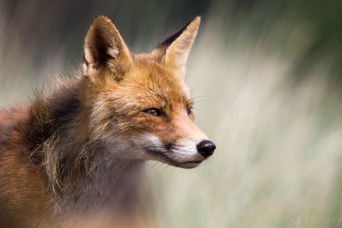 Portrait of a fox