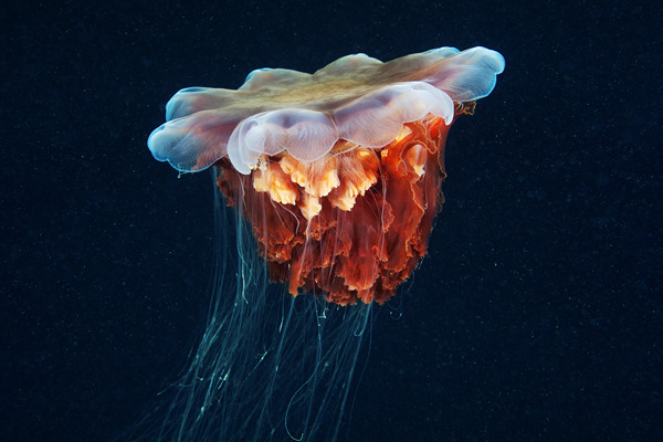 cerceos:  Alexander Semenov  Jellyfish Madness, 2012 Flickr | Website 