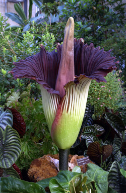 amnhnyc:  This gigantic flower is one of