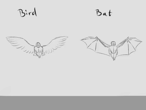 Flight Cycle Animations