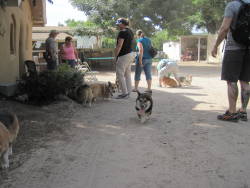 grimnear:  A few pictures from the corgi farm romp on Saturday. Ein is wearing the red bandana! 