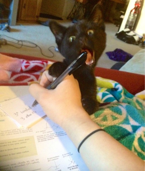 awwww-cute:Nibbler making it extra difficult to do homework! (Source: http://ift.tt/1BDCCZl)