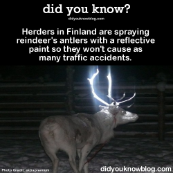 Lesbiansandthelivingdead:  Did-You-Kno:  Herders In Finland Are Spraying Reindeer’s