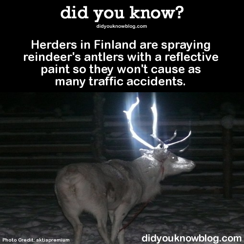 lesbiansandthelivingdead:  did-you-kno:  Herders in Finland are spraying reindeer’s antlers with a reflective paint so they won’t cause as many traffic accidents. Source  Hear me out. How about we use different coloured reflective paint split evenly