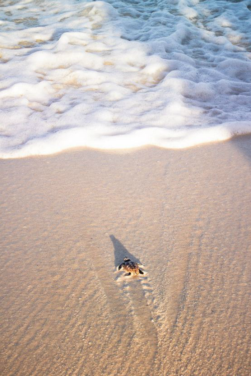 ilaurens:  bye little turtle! - By: (Miri-chiwa Fersanti) 