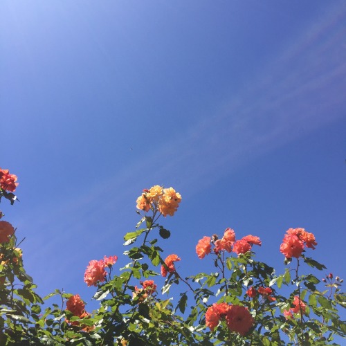 soulmilks: the sky is blue, the flowers are glowing