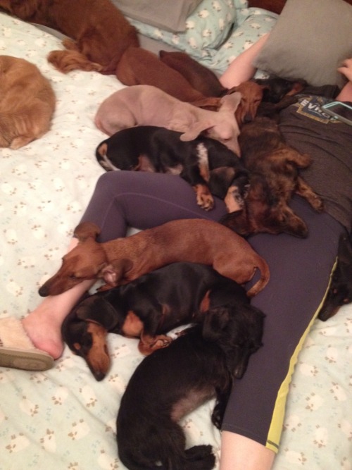 ivyblossom:  annanymousss:  My family runs a dachshund rescue and, well……..this is usually what it looks like  I do not have an abundance of dachshunds on my person at present. Clearly I have made all the wrong life choices.