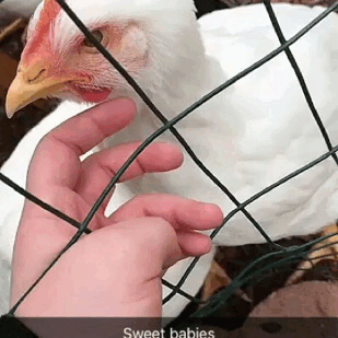 salty-vegan:I get to meet rescue chickens today. These hens were meant to be meat hens; they’re only