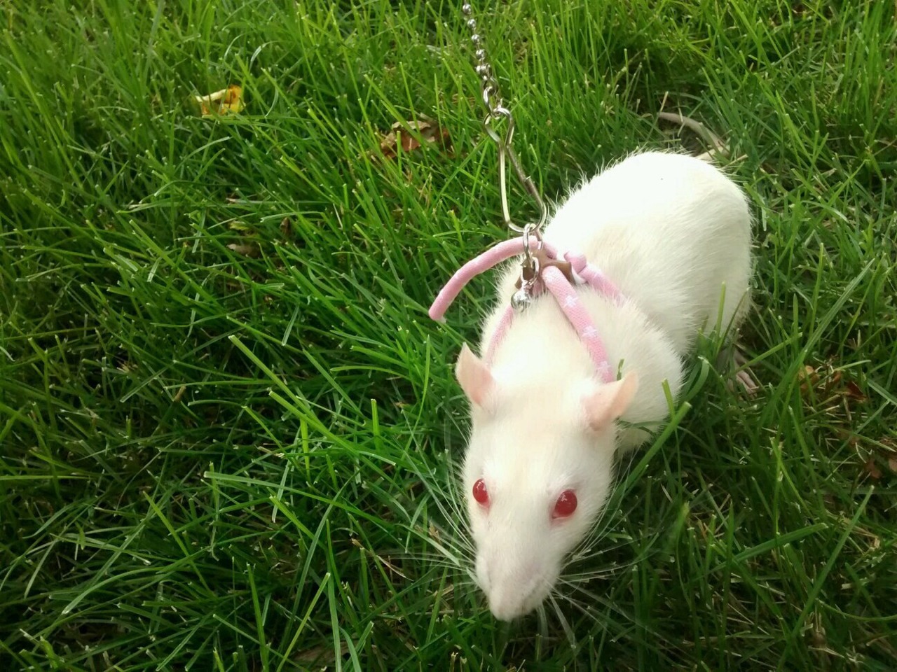 vintagehusky:  Rose on her new leash. She was able to go outside for the first time!