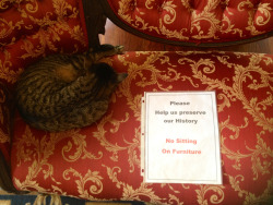 shatters-themoon:  A six-toed cat displaying characteristic oppositional and entitled cat behavior at the Hemingway House in Key West, Florida.
