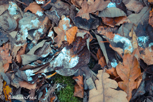 biodiverseed:  #Edible Forest Gardening 101: Emulating Forest Soil Resources While every forest is different, all of them share a few commonalities in the biomass resources they convert into humus and nutrition. The balance between the inputs is what