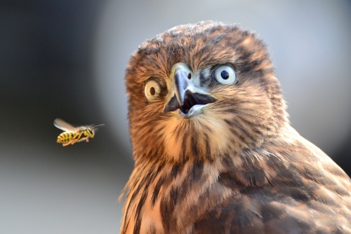 smithsonianmag:
“ Photo of the Day: Surprising Fly By
Photography by Elena Murzyn (Woodinville, Washington); Woodinville, Washington
”
Awesome photo right here.