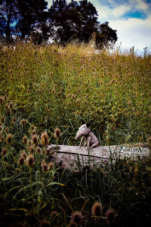 Frankenweenie - Sparky y un destino <3 IG  https://www.instagram.com/zeballosaxel_/     for moree