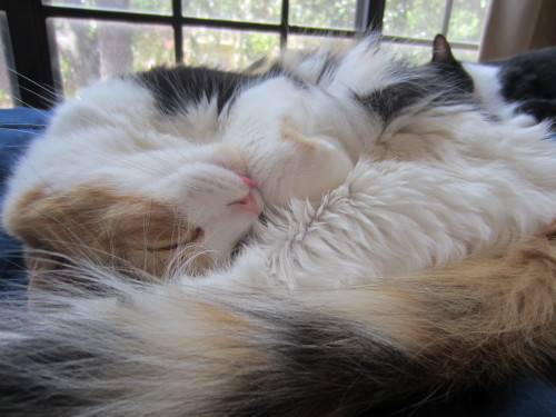 derpycats:  bleb