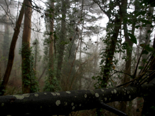 Mt. Sutro 2. by Trash Boat on Flickr.