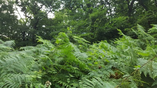 Woodland ferns