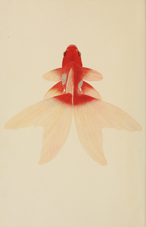 nemfrog:Japanese Fringetail. Goldfish breeds and other aquarium fishes. 1908. Frontispiece.Internet 