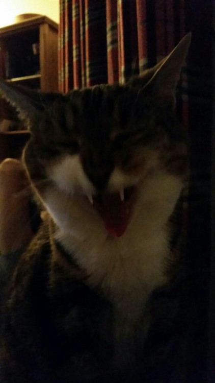 somewherespecial:Happy National Tabby Cat Day from Fat Muffin