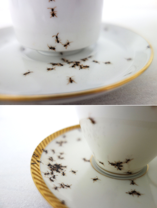bestof-etsy:  Hand Painted Ants Cover Vintage Porcelain Dishes  German artist Evelyn Bracklow creates uniquely beautiful and unconventional porcelain dishes which are covered by hand-painted ants. Bracklow’s impressive technique resembles those of real