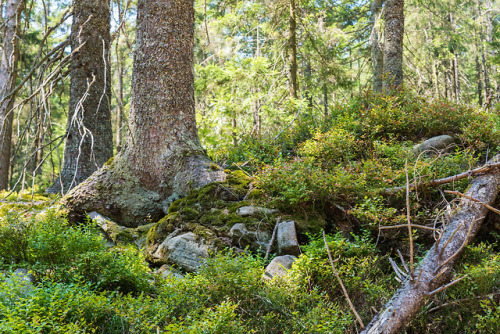 Schwarzwald by Jan Becker