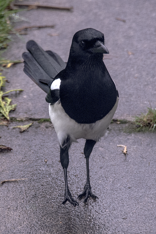 wulf-birding:A very handsome magpie
