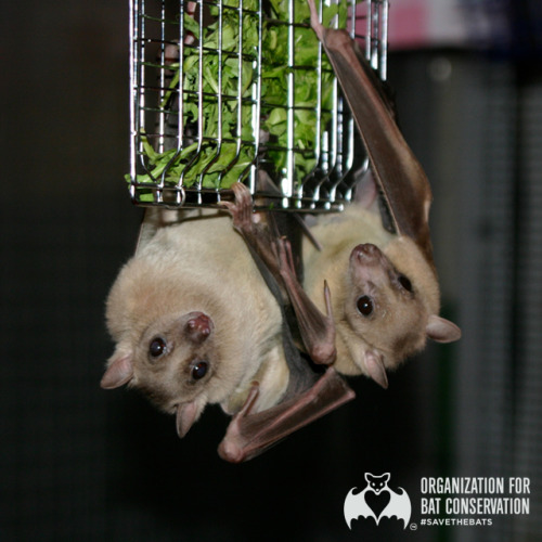 Time for a #BatFact! Did you know that Egyptian fruit bat offspring typically stay with the same col