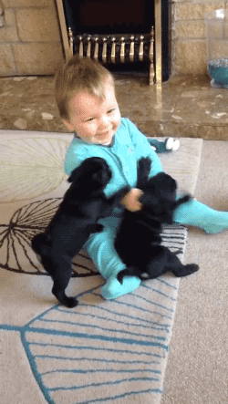 tastefullyoffensive:Video: Pug Puppies Adorably Attack Baby