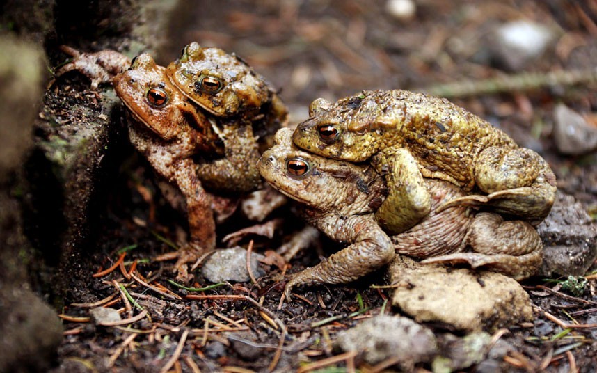 theanimalblog:  A mass of common toads was snapped in a close embrace in Shepton