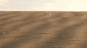 imnotaustinpowers:  queenbeereginageorge:  thingsofthewild:  ftcreature:  The Featured Creature: They See Me Rollin’: New Cartwheeling Flic-flac Spider Discovered Not much is known about their biology or ecology, except that they’re really freakin’