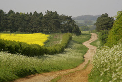 outdoormagic:  Rural Track - Norfolk by Adam