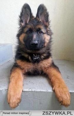 I Love German Shepherds!