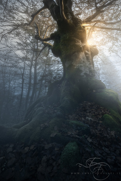 photos by Enrico Fossati | MY TUMBLR BLOG | The sexiest tree trunks on earth. Featuring Tyra Barks, 