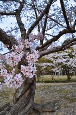 minuga-hana:  Twisted Sakura by lestaylorphoto