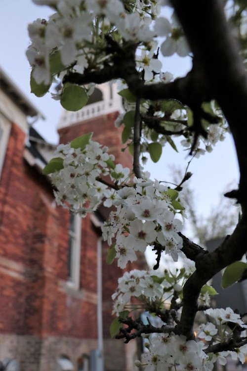 blueskyhighphotography:treesilohuettes:I can’t even express how much i love trees and flowersfrom my