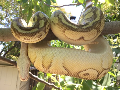 alpinehell:Snekpler snekpler sitting in a tree,Climb up high is not for me.