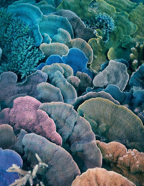 mutant-distraction:Tim FlachMontipora coral.