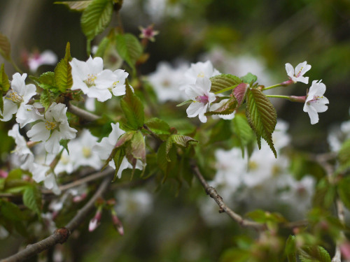 Cerasus apetala var. pilosa   オクチョウジザクラ