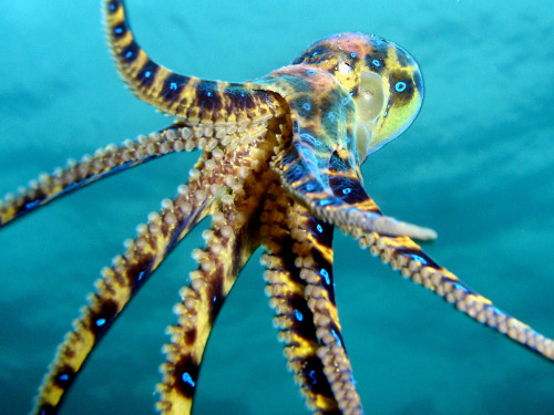 end0skeletal:The blue-ringed octopuses (genus Hapalochlaena) are three (or perhaps four) octopus spe