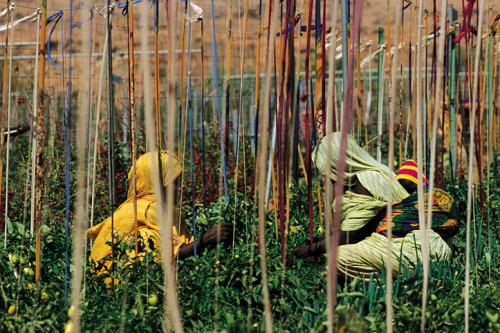 5centsapound:Pascal Meunier: Oualata, a garden in the Sahara (Mauritania. Oualata)*beautiful