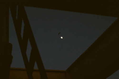 dangered:by Lilia Carlone