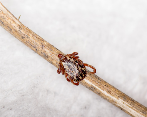 why-animals-do-the-thing: wolfforce58205: zooophagous: caong: zooophagous: theexoticvet: Tick season