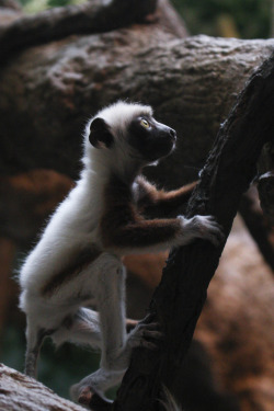 h4ilstorm:  Baby Sifaka Wanders Further From Mother (by Mark Dumont)