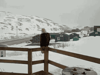 gifsboom:  An eagle, a fox, and  2 cats. [video] 