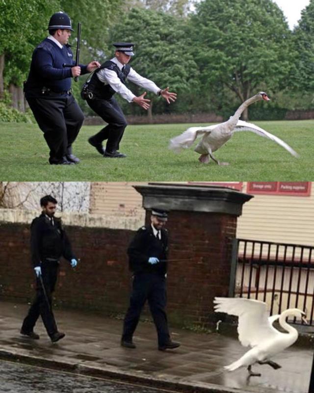 Wondered if the sequel to Hot Fuzz was being filmed in my town… #funny#lol#image#picture
