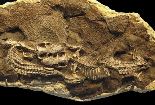 Thrinaxodon, a burrowing cynodont . Trassic. South Africa.   These two young  Thrinax
