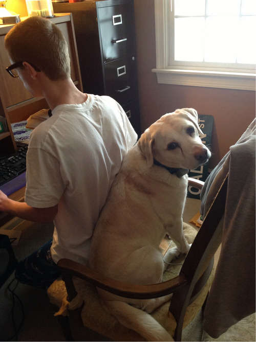 pagingme:  my dog likes think she’s really small and can share a chair     my brother left because there was no room on the chair