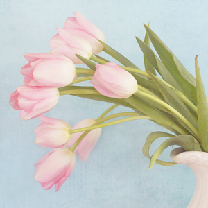 kiiseu:  Pastel pink flowers | 1 2 3 4 5 6 7 8 9 
